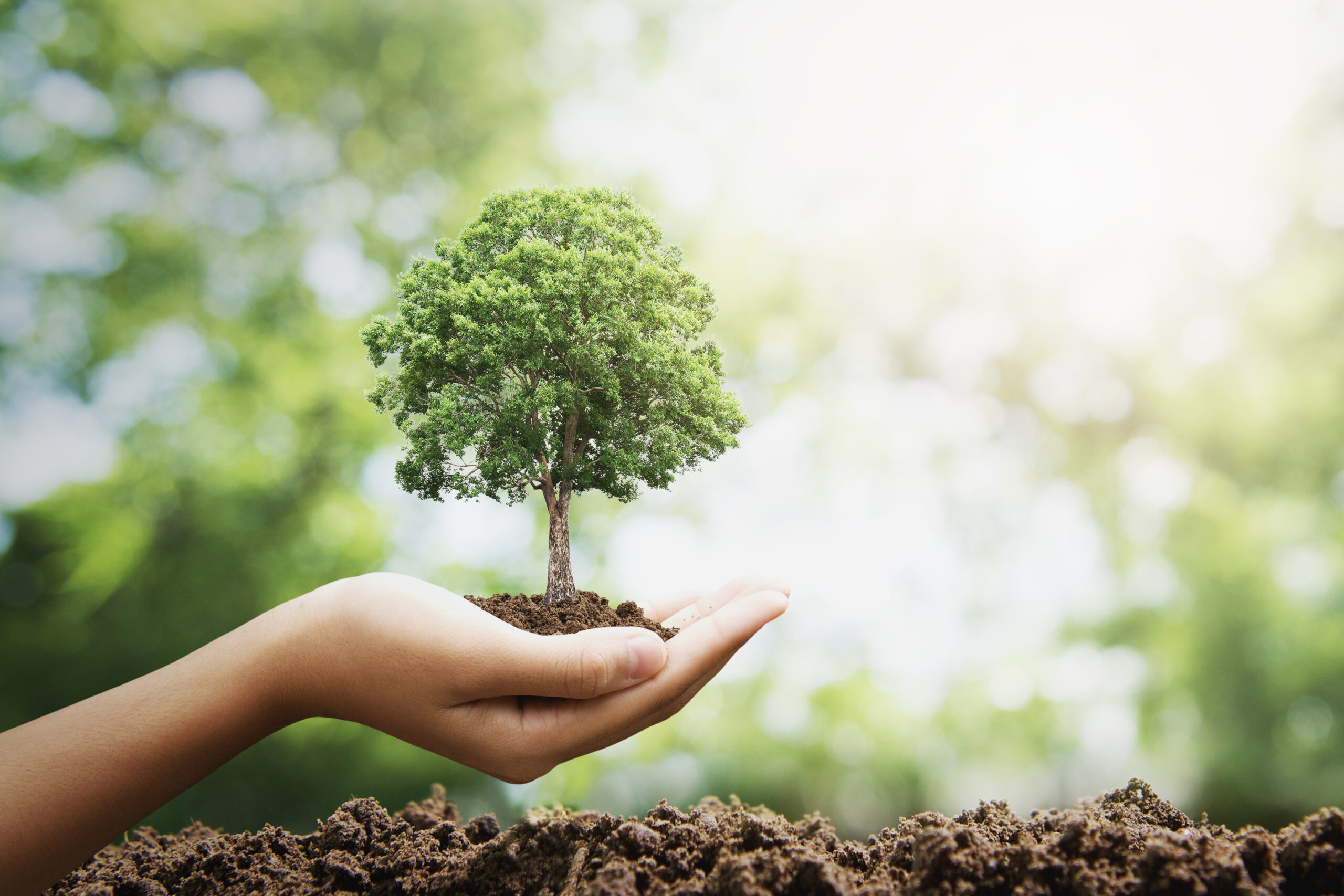 Sustentabilidade: o compromisso da Madeireira Mato Grosso!